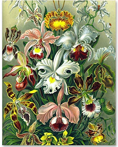 Haeckel opera 3