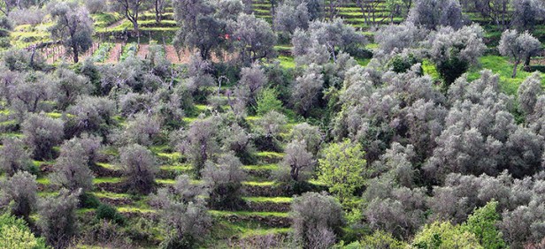 terrazzamenti con ulivi