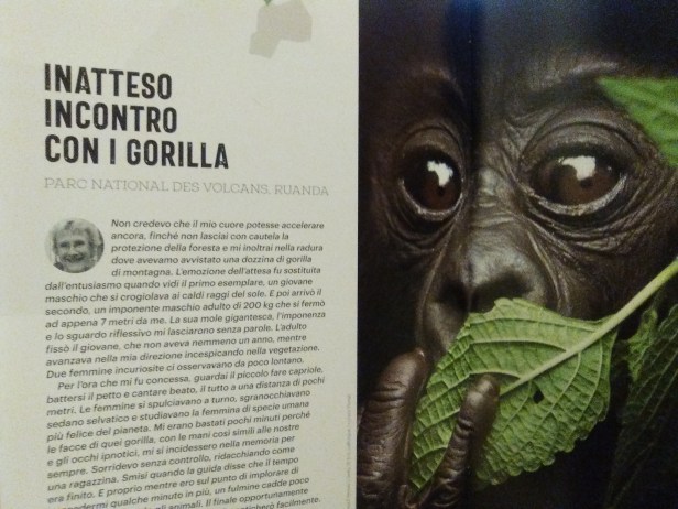 lonely planet gorilla