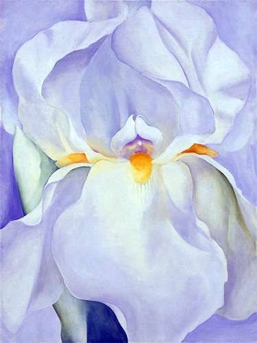 OKeeffe flower