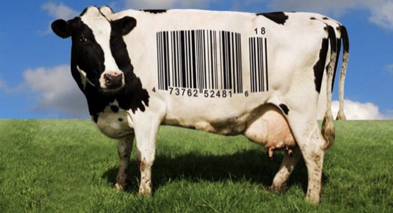 Mucca con codice a barre